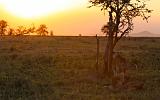 TANZANIA - Serengeti National Park - Leoni al tramonto - 1